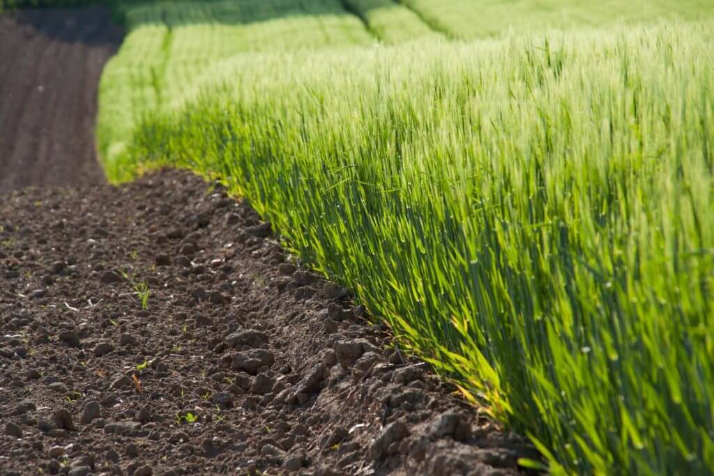 erba-verde-con-terra (Grande)